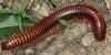 194589 – Photo : Laetitia Berquer – Madagascar
